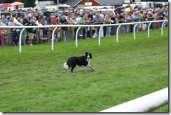 cartmeldog